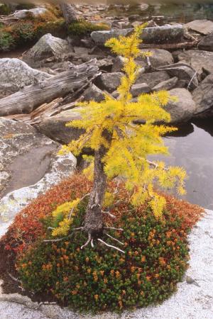 An Enchanted Larch