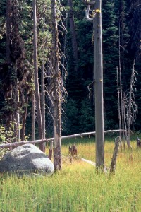 Nada Lake - marsh